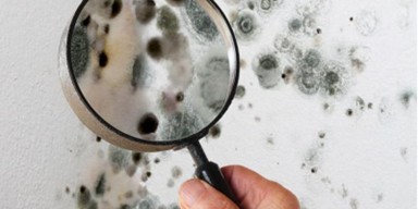 mold assessment consultants