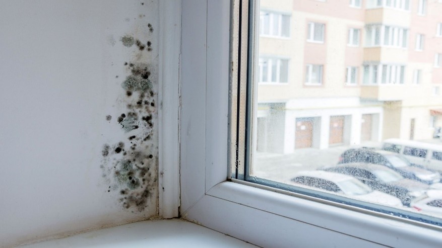 mold assessment